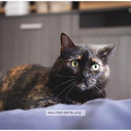 Photo 1/1 DYNA Chat perdu à Piolenc