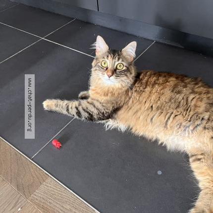 Photo de chat perdu à Garches