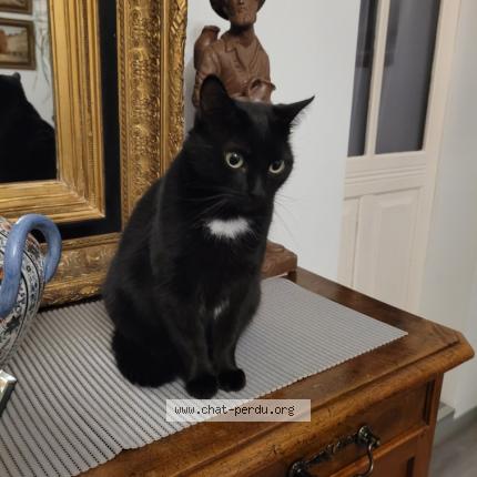 Photo 1/1 Belle Chat perdu à Premilhat