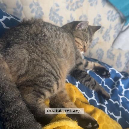 Photo 1/1 Ananas Chat perdu à Clairac