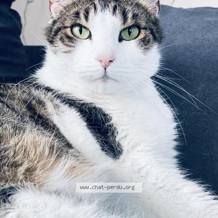 Photo de chat perdu à Clermont