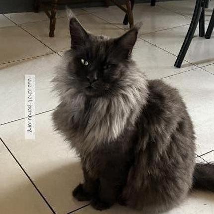 Photo 1/2 Silver Chat perdu à Arpajon