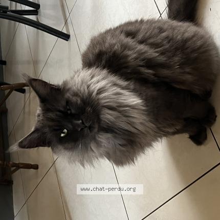 Photo 2/2 Silver Chat perdu à Arpajon