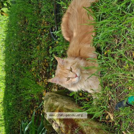 Photo 1/1 Chat retrouvé Perdu à Montpellier