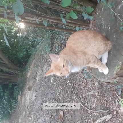 Photo de chat perdu à Montreuil Bellay