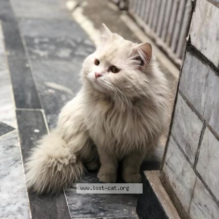 Photo 1/1 Olaf Chat perdu à Wah cantt