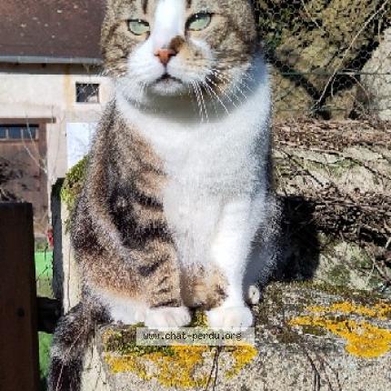 Photo de chat perdu à St Savin