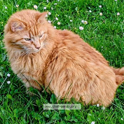 Photo de chat perdu à Antony