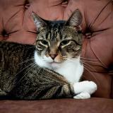 Photo de chat perdu à Paraiso