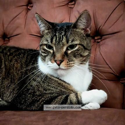 Photo 1/1 Mochi Chat perdu à Paraiso