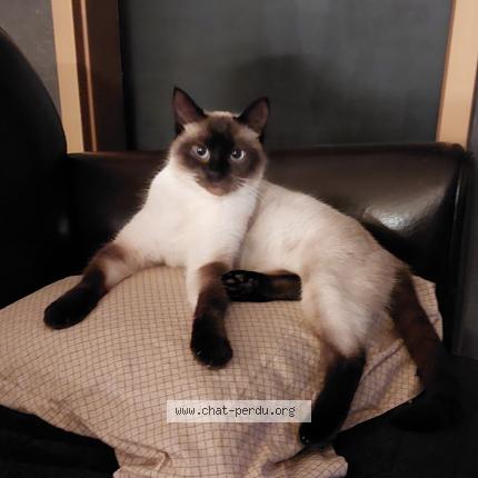 Photo 1/1 Mia Chat perdu à Woippy