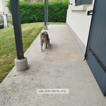 Photo 1/1 Chat retrouvé Trouvé à Fienvillers