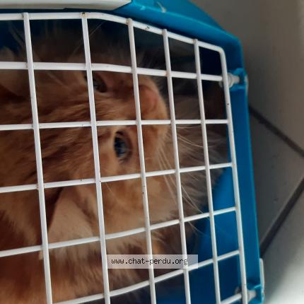Photo de chat trouvé à Belleville