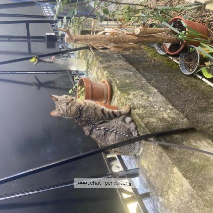 Photo 1/1 Chat retrouvé Perdu à Perigueux