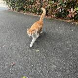 Photo de chat trouvé à Voisins Le Bretonneux