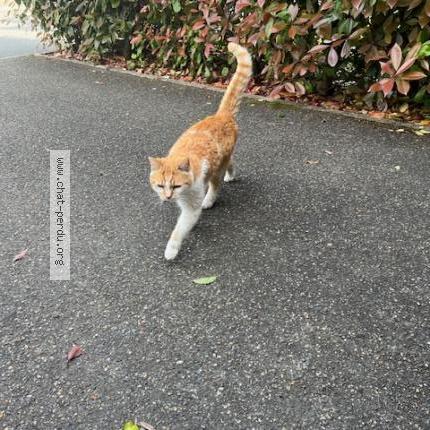 Photo 1/2 Chat retrouvé Trouvé à Voisins le bretonneux