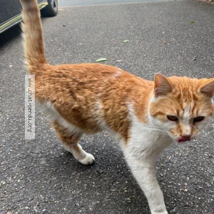 Photo 2/2 Chat retrouvé Trouvé à Voisins le bretonneux