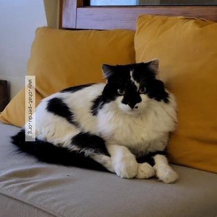 Photo de chat perdu à Vanves