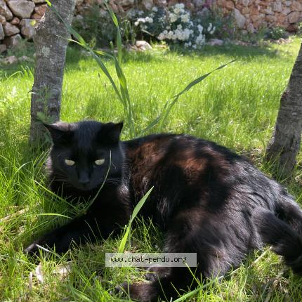 Photo de chat perdu à Balaruc Le Vieux