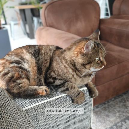Photo 1/1 Chat retrouvé Perdu à Brindas