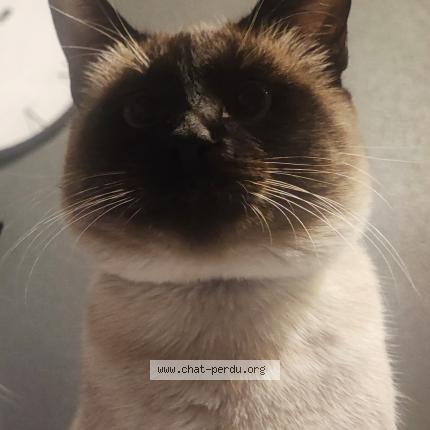 Photo de chat perdu à Strasbourg