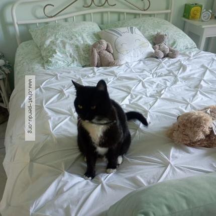Photo de chat perdu à Ambares Et Lagrave