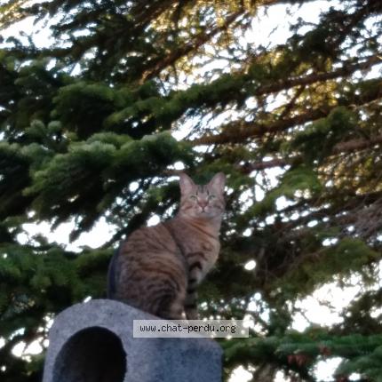Photo 1/1 Chat retrouvé Perdu à Mulhouse
