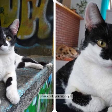 Photo 1/1 Chat retrouvé Perdu à Neuville sur ain