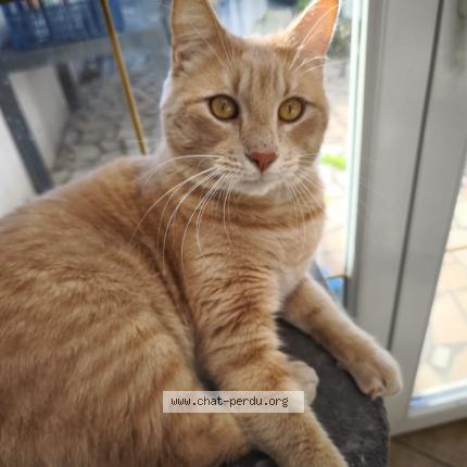 Photo 1/1 Tokyo Chat perdu à Calais