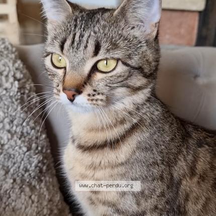 Photo de chat perdu à Bonnefamille