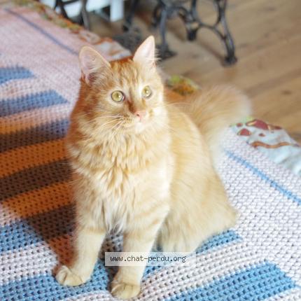 Photo 1/1 Bruno Chat perdu à Roudouallec