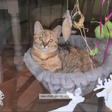 Photo de chat perdu à Mareuil Sur Lay