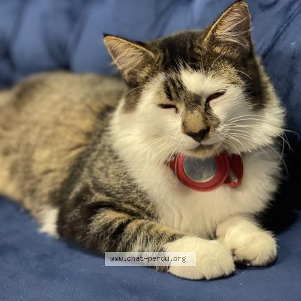 Photo de chat perdu à Joue Les Tours