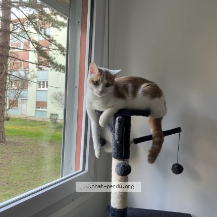 Photo 1/1 Chat retrouvé Perdu à Vandoeuvre Les Nancy