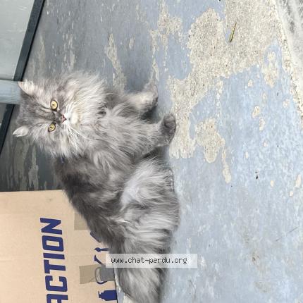 Photo 1/1 Chat retrouvé Perdu à Ormoy
