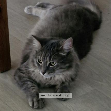 Photo de chat perdu à Etiolles