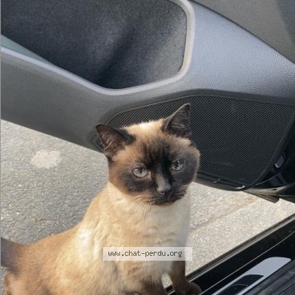 Photo de chat perdu à Rennes