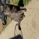 Photo de chat perdu à Monroe