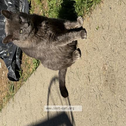 Photo 1/1 milo Chat perdu à Monroe