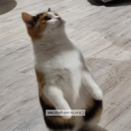Photo de chat perdu à Villefranche Sur Saone