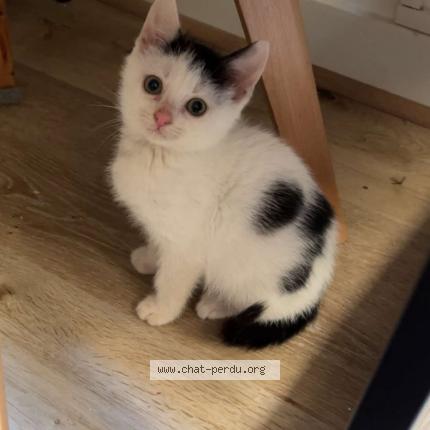 Photo 1/1 Chouchou Chat perdu à Chauvigny
