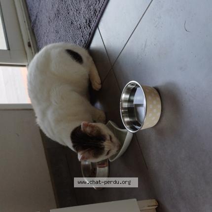 Photo de chat trouvé à Puyricard