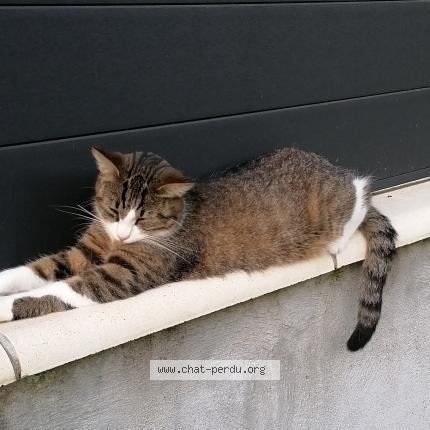 Photo 1/1 Chat retrouvé Perdu à Pau