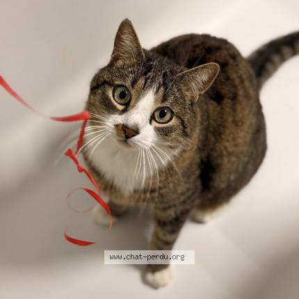 Photo 1/1 LOULOU Chat perdu à Berstett