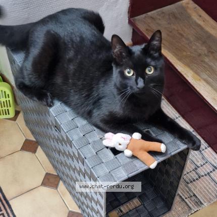 Photo 1/2 Chat retrouvé Perdu à Vanves