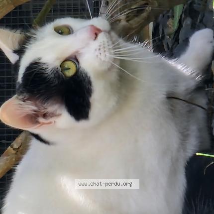 Photo 1/1 Zorro Chat perdu à Chelles