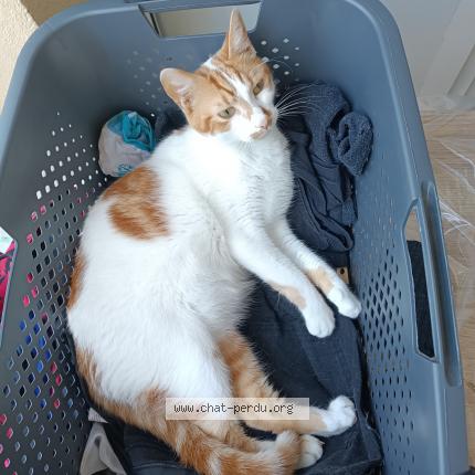 Photo 1/1 Chat retrouvé Perdu à St Etienne