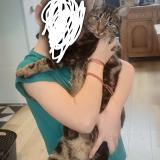 Photo de chat perdu à Raches