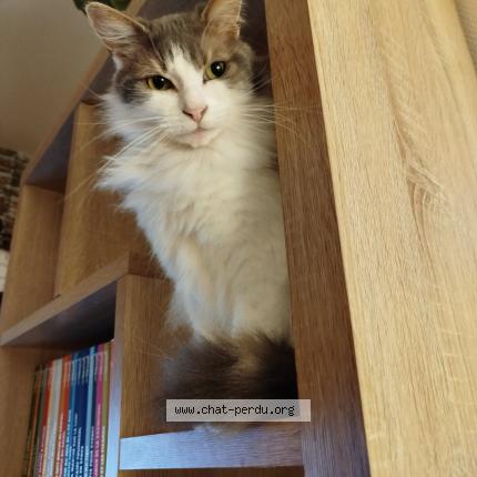 Photo 1/1 Chat retrouvé Perdu à Nogent L Artaud