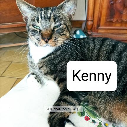 Photo de chat perdu à Le Blanc
